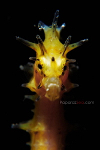 Sunny Side Up by Yagit Diver 